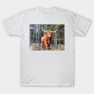 Scottish Highland Cattle Cow 2299 T-Shirt